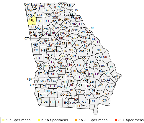 The Georgia range of Ulmus serotina